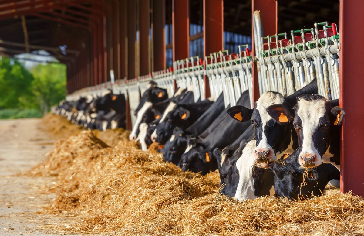 What Is Cattle Feed Made Of?