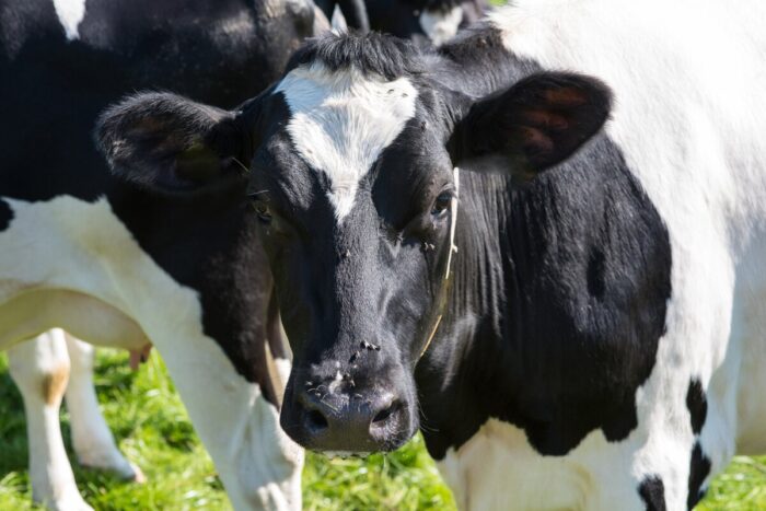 dairy cow with flies on face