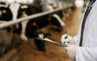 dairy cow doctor in a barn writing prescription